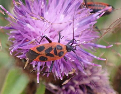 Réf. 286 829 : Calocoris nemoralis